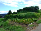 肥後 玉岡城の写真