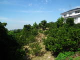 尾張 富田山中城の写真