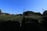遠江 朝比奈城の写真