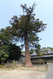 安国寺の写真