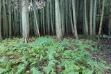 安芸 尼子屋敷の写真