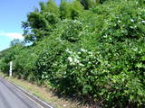 安芸 有井城の写真