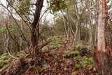 安芸 長者山城(古代)の写真