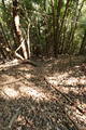 安芸 (仮)榎ノ山城(下城)の写真