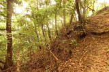 安芸 飯山城の写真