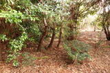 安芸 八条原城の写真