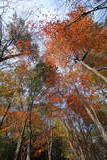 安芸 日野山城の写真