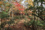 安芸 日野山城の写真