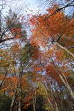 安芸 日山城の写真