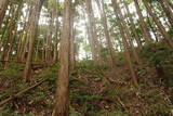 安芸 平山城(安芸太田町)の写真