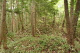 安芸 平山城(安芸太田町)の写真