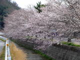 安芸 稲村山城の写真