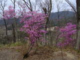 安芸 稲村山城の写真