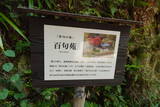 安芸 茶臼山城(加計町)の写真