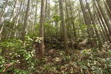 安芸 茶臼山城(加計町)の写真