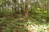 安芸 桜尾城(加計町)の写真