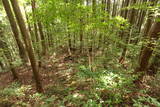安芸 桜尾城(加計町)の写真