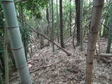 安芸 八幡山城の写真