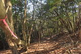 安芸 観音寺山城の写真