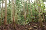 安芸 桜尾城(美土里町)の写真