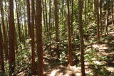 安芸 楢原城(佐伯町)の写真