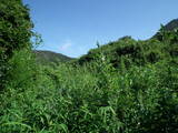 安芸 丸子山城(倉橋町)の写真