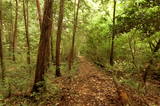 安芸 曲山城の写真