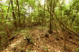 安芸 丸子山城(本郷町)の写真