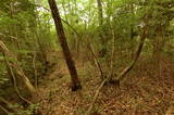 安芸 丸子山城(本郷町)の写真