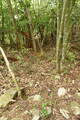 安芸 本郷城の写真