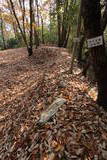 安芸 新高山城の写真