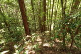 安芸 如意庵山城の写真