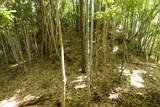安芸 大須和城の写真
