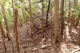 安芸 (仮)録泉寺城の写真