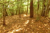 安芸 (仮)白木山天主の段の写真