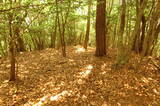 安芸 (仮)白木山天主の段の写真