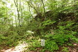 安芸 曽場が城の写真