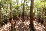 安芸 田原城2の写真