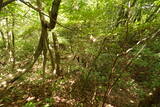 安芸 高城山城(筒賀村)の写真
