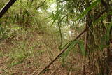 安芸 滝山城の写真