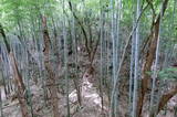 安芸 鳥籠山城の写真