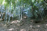 安芸 鳥籠山城の写真