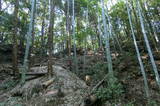 安芸 鳥籠山城の写真