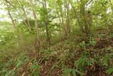 安芸 年村城の写真