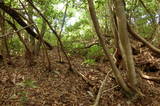 安芸 牛頭山城の写真