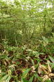 安芸 山田城の写真