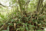 安芸 山田城の写真