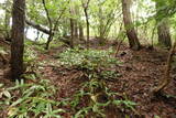 安芸 山田城の写真