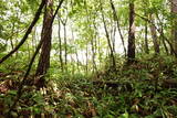 安芸 山田城の写真