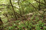 安芸 山田城の写真